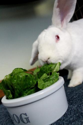 Abby the Lop Eared Rabbit.