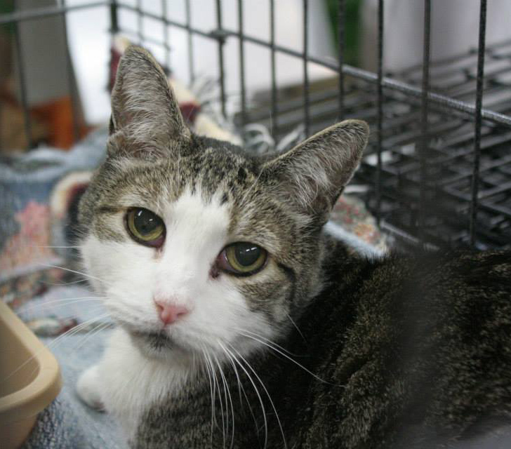 Displaced Cat in Kennel