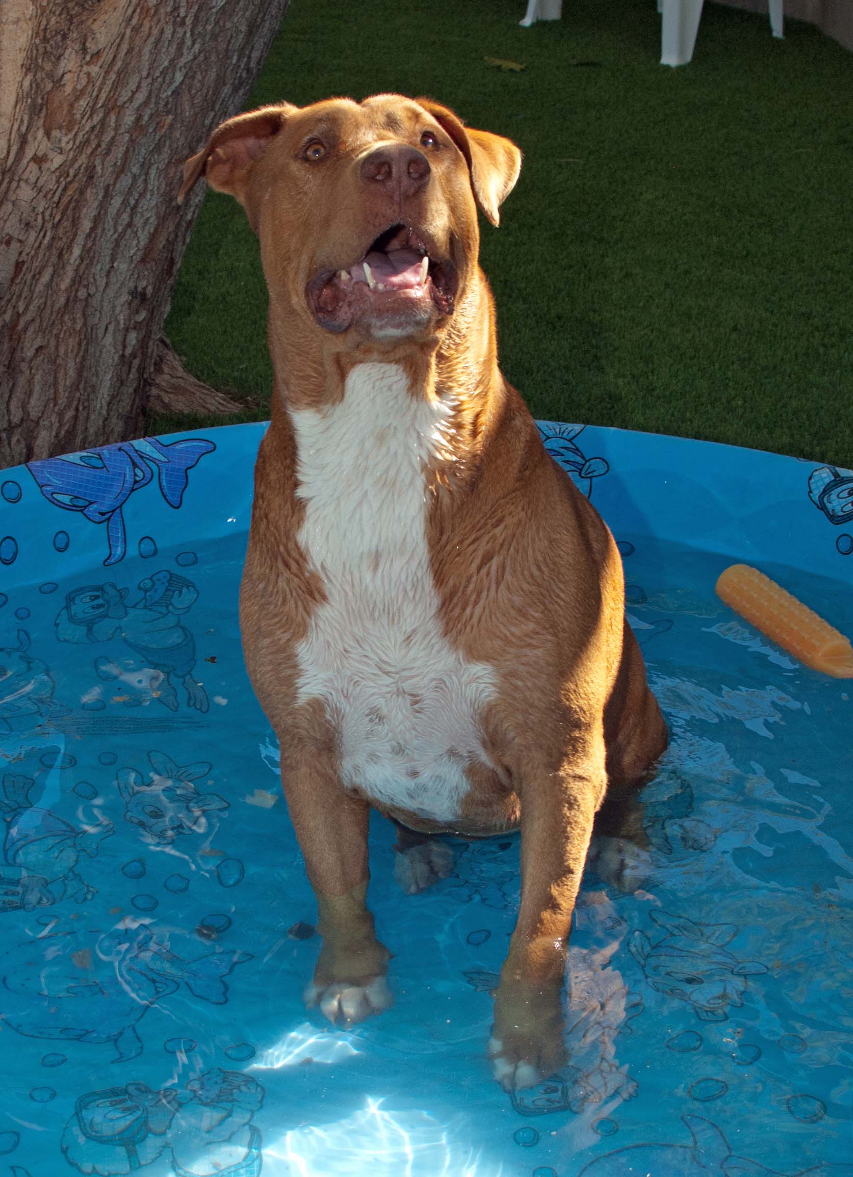 Dewey loved playing in the kiddie pool. 