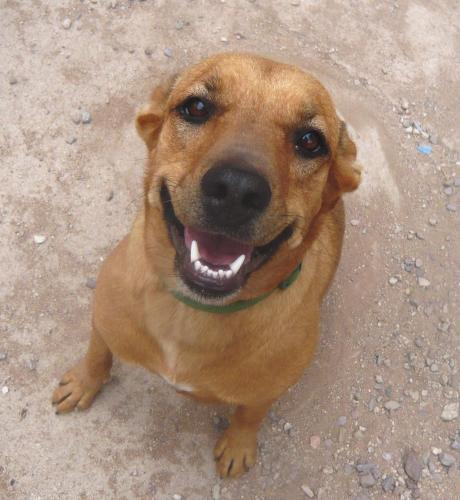 Evie is waiting at HOPE Animal Shelter.