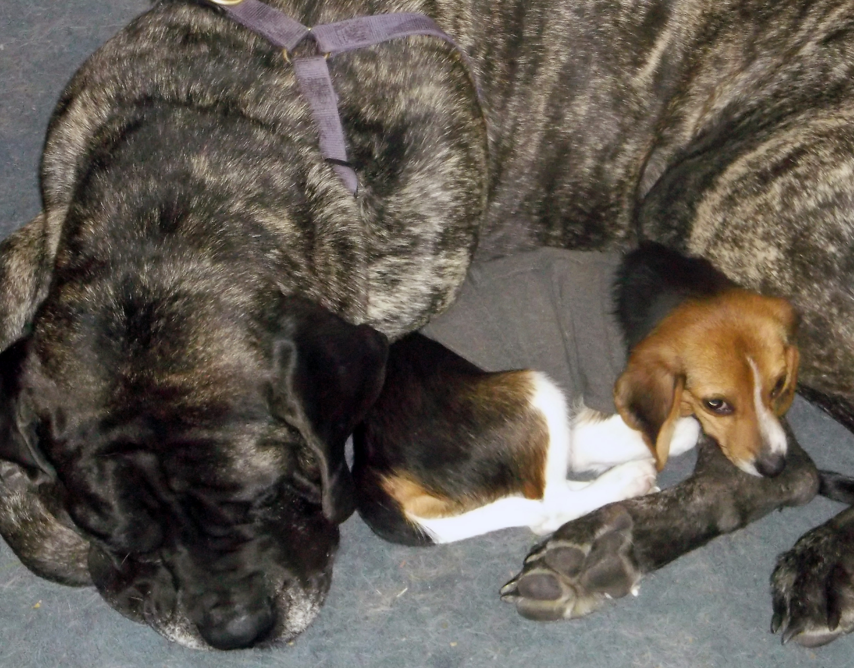 Little Fella the Beagle was comforted by the ThunderShirt we granted to 