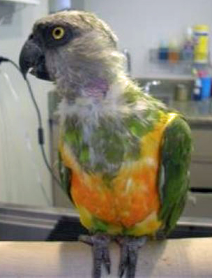 Nelson, the Elderly Parrot