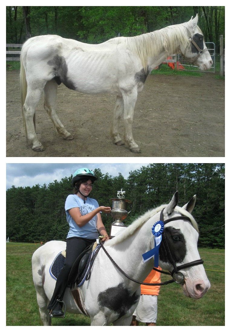 Petey (Photo: New England Equine Rescue North)