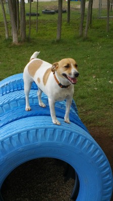 dog agility course