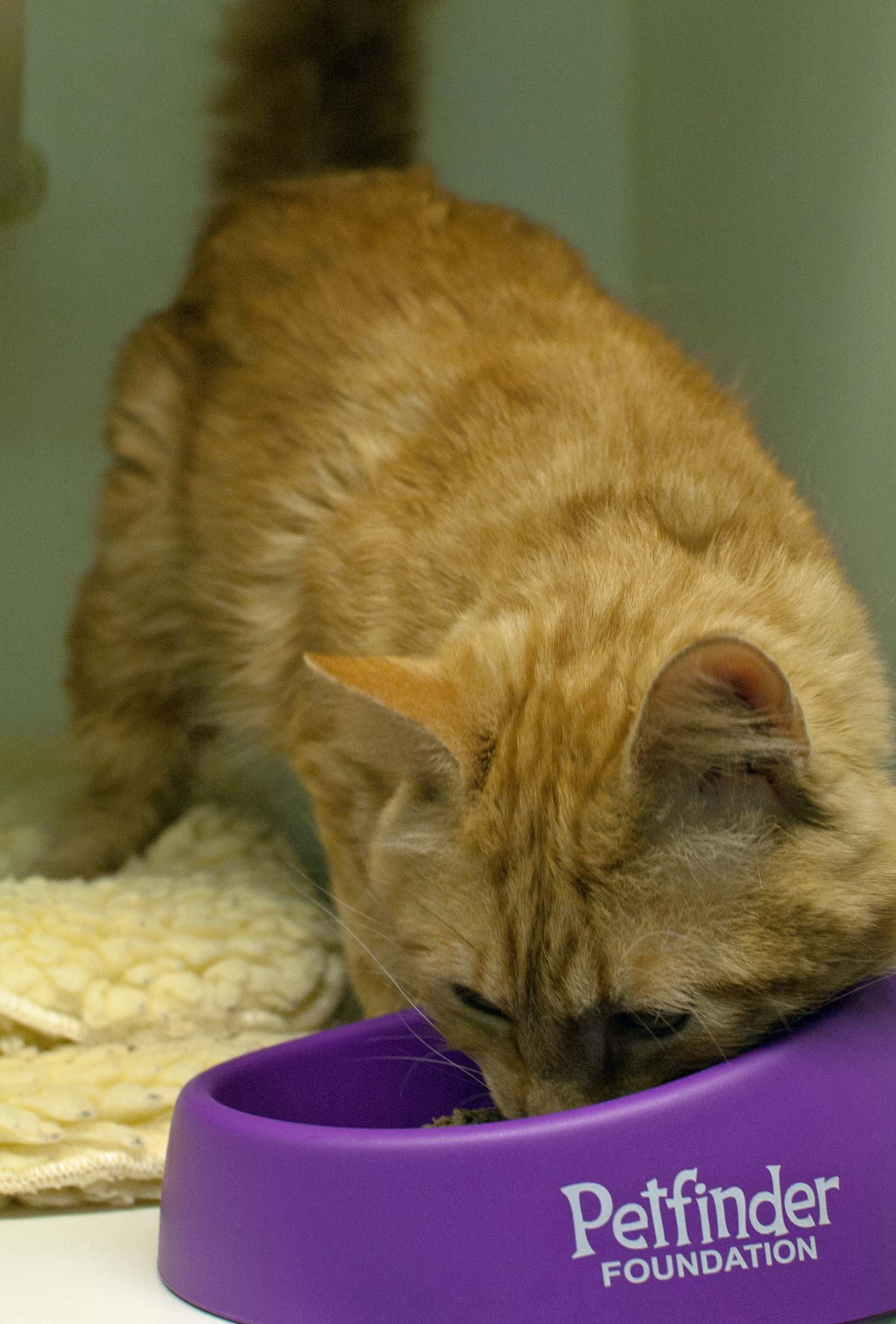 Robbie the 1 1/2-year-old Red Tabby loved his catsicle treat.