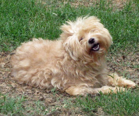 Tippy Sits in the Grass