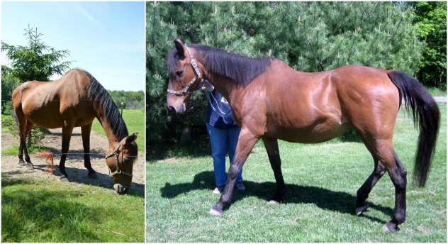 Windsong (Photo: Doxy's horse recovery)